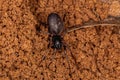 Adult Female Ant mimic Sac Spider