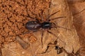 Adult Female Ant mimic Sac Spider