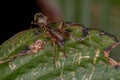 Adult Female Ant-mimic Sac Spider