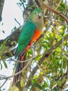 Adult Female Australian King Parrot