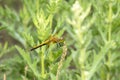 An Adult Female Band-winged Meadowhawk Sympetrum semicinctum Dragonfly Perched on Flowering Vegetation Royalty Free Stock Photo