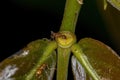 Adult Female Big-headed Ant Royalty Free Stock Photo