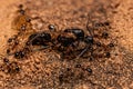 Adult Female Big-headed Ants preying on an Adult Male Winged Carpenter Ant Royalty Free Stock Photo