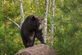 Adult Female Black Bear Ursus americanus Stands on Rock Lookin