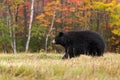 Adult Female Black Bear (Ursus americanus) Walks Left