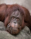 Bornean orangutan closeup portrait Royalty Free Stock Photo