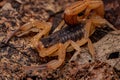 Adult Female Brazilian Yellow Scorpion