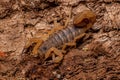 Adult Female Brazilian Yellow Scorpion