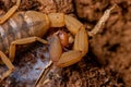 Adult Female Brazilian Yellow Scorpion