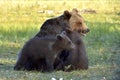 Adult female of Brown Bear (Ursus arctos) with cubs on the swamp in summer forest. Royalty Free Stock Photo