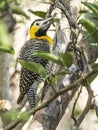 Adult Female Campo Flicker