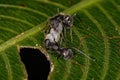 Adult Female Carpenter Ants
