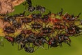 Adult Female Carpenter Ants and Typical Treehoppers nymphs