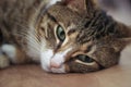 Adult female cat lie down on wooden table close up Royalty Free Stock Photo