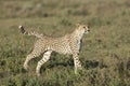 Adult Female Cheetah (Acinonyx jubatus) Tanzania