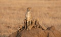 Adult female Cheetah with four small cubs Serengeti Tanzania