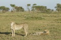 Adult Female Cheetah with her two cubs (Acinonyx jubatus) Tanzania Royalty Free Stock Photo