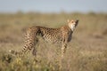 Adult female Cheetah, Ndutu, Serengeti, Tanzania