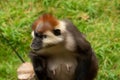 an adult female Cherry-crowned mangabey (Cercocebus torquatus) Royalty Free Stock Photo