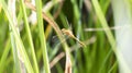 Adult Female Cherry-faced Meadowhawk Sympetrum internum Dragonfly Perched on Green Vegetation at a Marsh