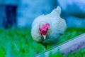 female of white color, adult of bantam chicken looking for food in the grass.