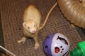 Adult female cinnamon coloured jill ferret playing