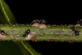 Adult Female Cocktail Ants with small Mealybugs insects Royalty Free Stock Photo