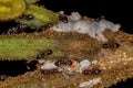 Adult Female Cocktail Ants with small Mealybugs insects Royalty Free Stock Photo