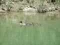 Adult female Common merganser (Mergus merganser) with chicks swimming along shore Royalty Free Stock Photo