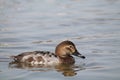 Female common pochard Aythya ferina afloat Royalty Free Stock Photo