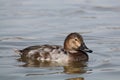 Female common pochard Aythya ferina afloat Royalty Free Stock Photo