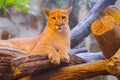 Adult Female Cougar Puma concolor