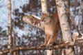 Adult Female Cougar Puma concolor Balances in Birch Tree Royalty Free Stock Photo