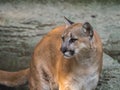 Adult female Cougar (Puma concolor) face with sad eyes.