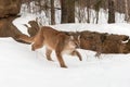 Adult Female Cougar Puma concolor Stalks Forward Through Snow