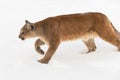 Adult Female Cougar Puma concolor Stalks Left Through Snow Winter