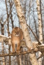 Adult Female Cougar Puma concolor Stands on Tree Branches Royalty Free Stock Photo