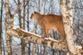 Adult Female Cougar Puma concolor Stands in Tree Facing Left Royalty Free Stock Photo