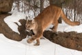 Adult Female Cougar Puma concolor Steps Off Rock