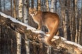 Adult Female Cougar Puma concolor Tail Curled Around Branch Winter Royalty Free Stock Photo