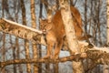 Adult Female Cougar Puma concolor Yawns From Branches