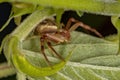 Adult Female Crab Spider