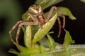 Adult Female Crab Spider