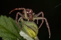 Adult Female Crab Spider