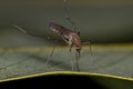 Adult Female Culicine Mosquito Insect Royalty Free Stock Photo