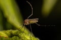 Adult Female Culicine Mosquito Insect Royalty Free Stock Photo