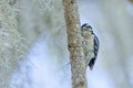 Adult female Downy Woodpecker Presses Her Cheek Against a Tree Limb Royalty Free Stock Photo