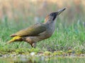 Adult female of European green woodpecker. Picus viridis Royalty Free Stock Photo