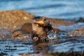 Adult female European Otter Lutra lutra rushing out of water with a large fish