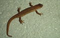 Smooth newt, northern smooth newt or common newt Lissotriton vulgaris ad f underside